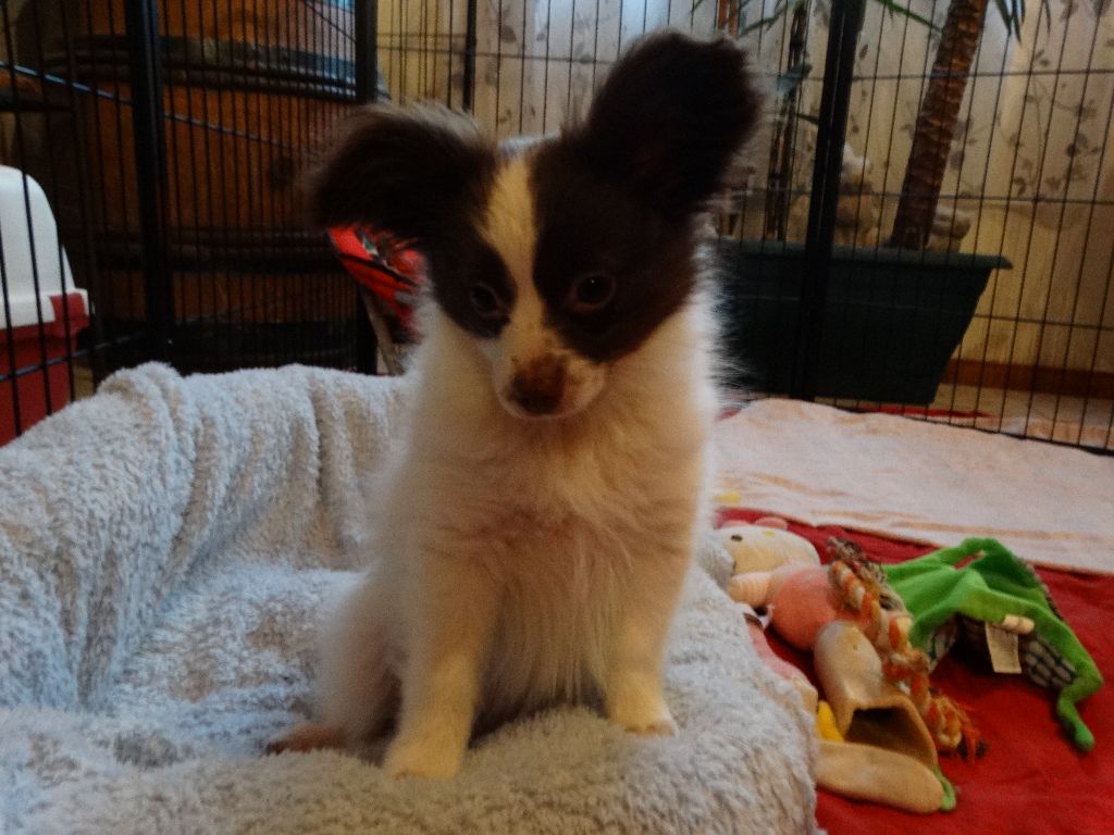 Mirabelle De La Vallée De La Py