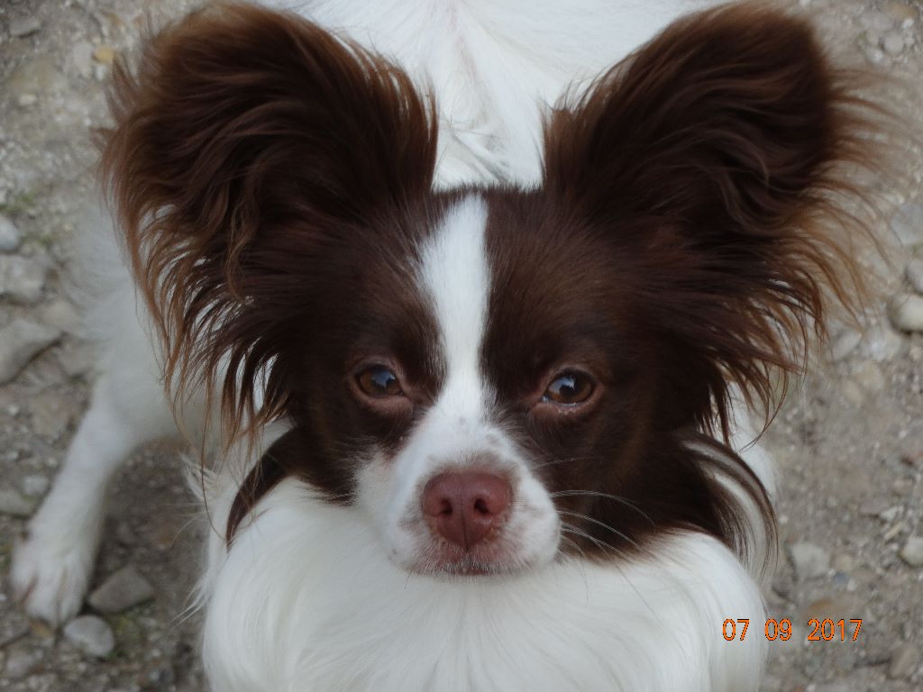 Mirabelle De La Vallée De La Py