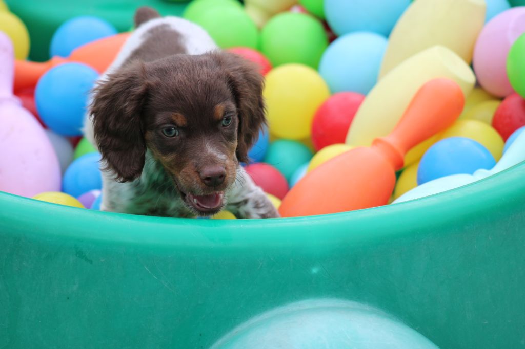 Toto De La Vallée De La Py