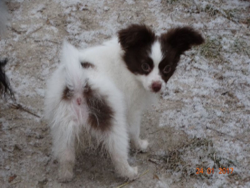 Mirabelle De La Vallée De La Py