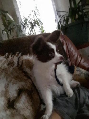 Mirabelle De La Vallée De La Py