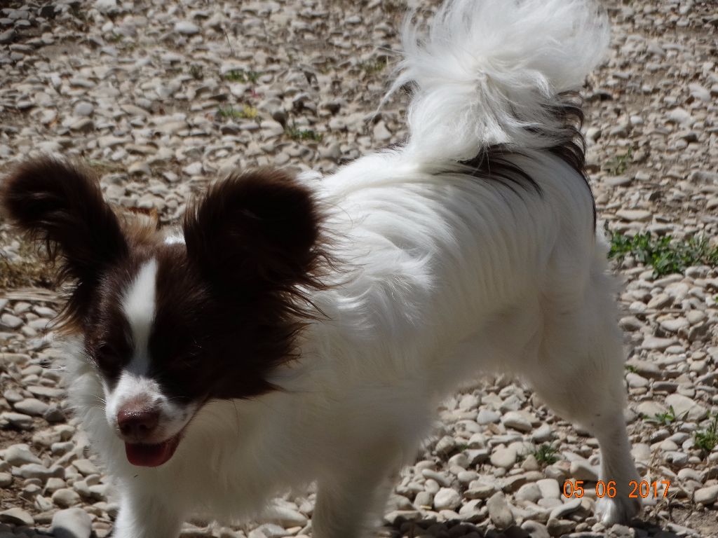 Mirabelle De La Vallée De La Py