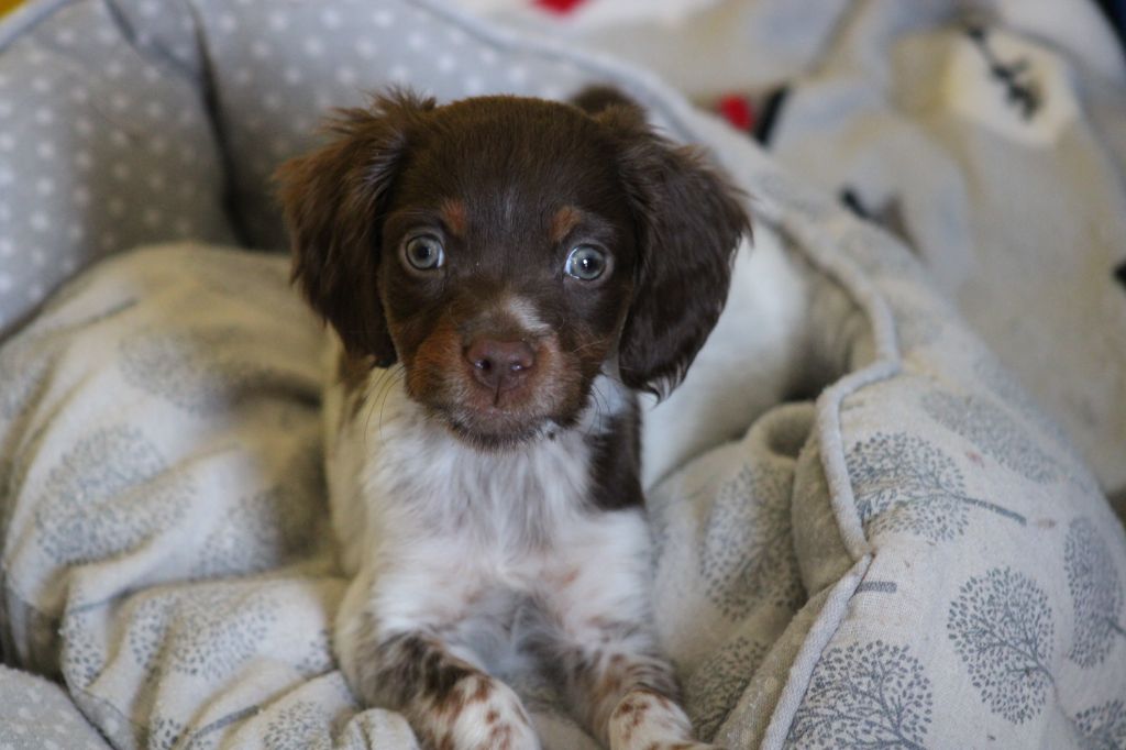 Toto De La Vallée De La Py