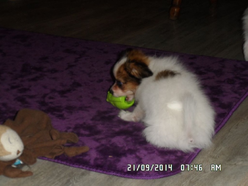 Jepp De La Vallée De La Py