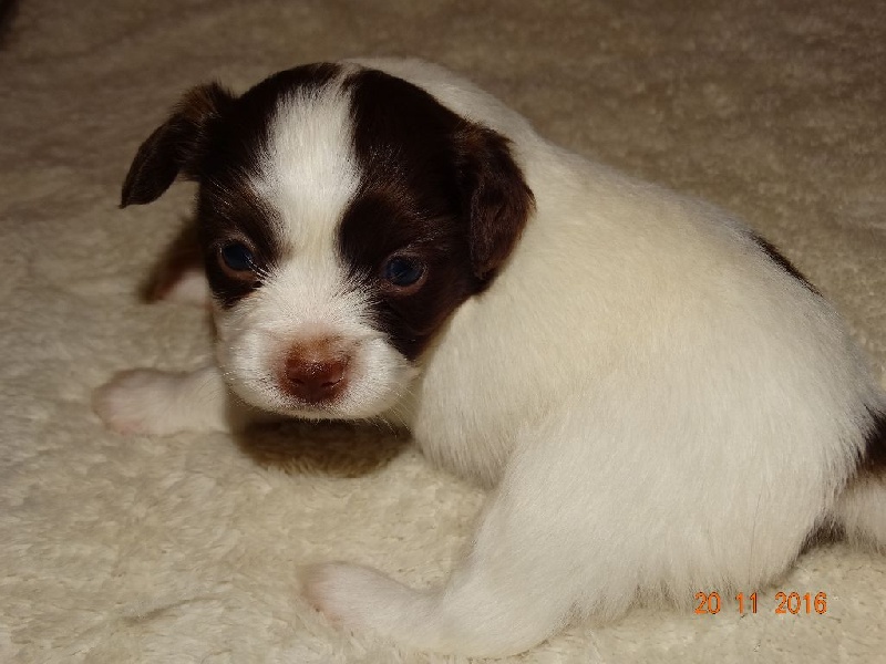 Mirabelle De La Vallée De La Py