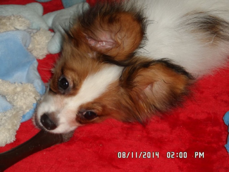 Jepp De La Vallée De La Py