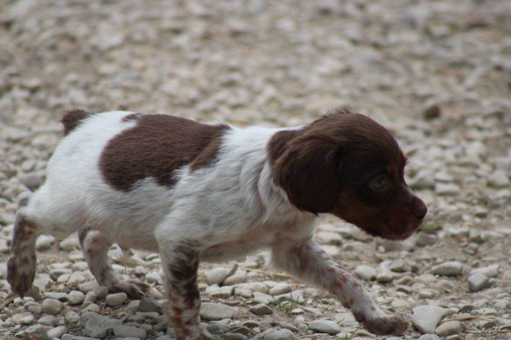 Toto De La Vallée De La Py