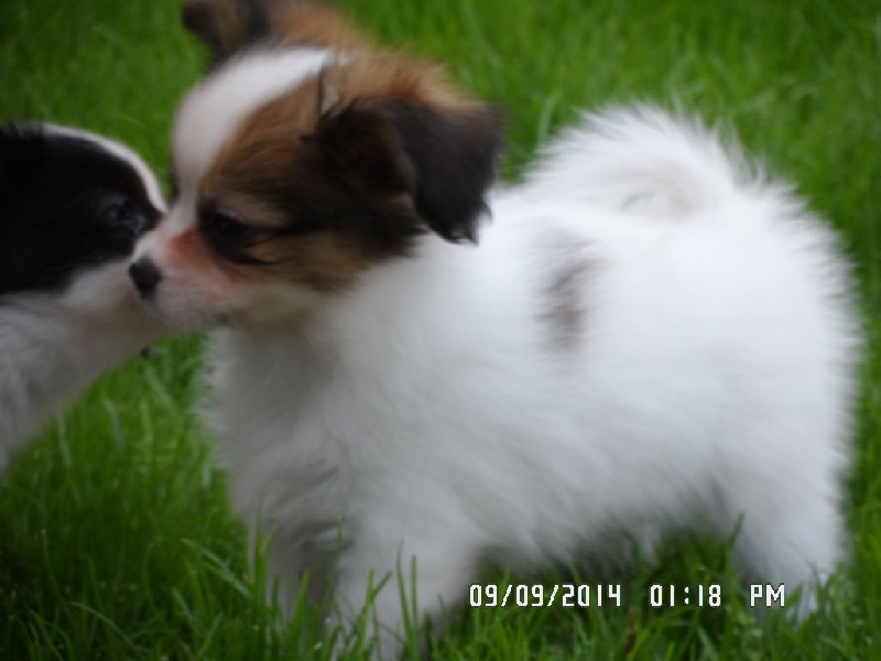 Jepp De La Vallée De La Py