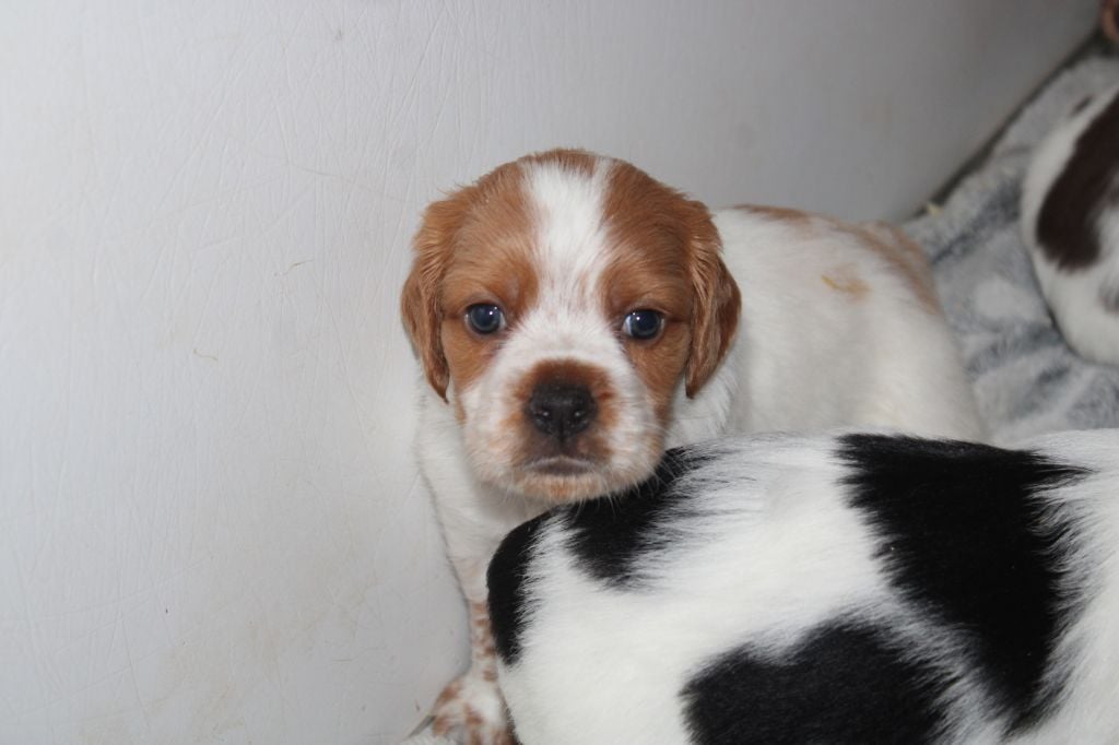 Artus De La Vallée De La Py