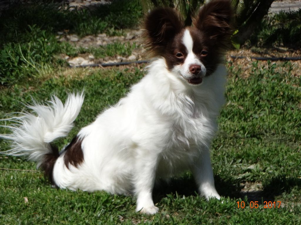 Mirabelle De La Vallée De La Py