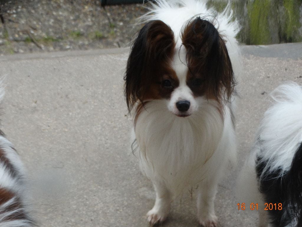 Jepp De La Vallée De La Py