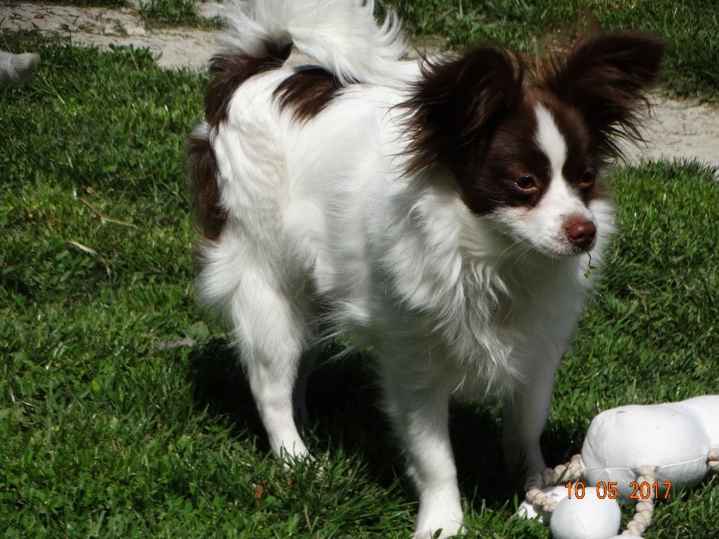 Mirabelle De La Vallée De La Py