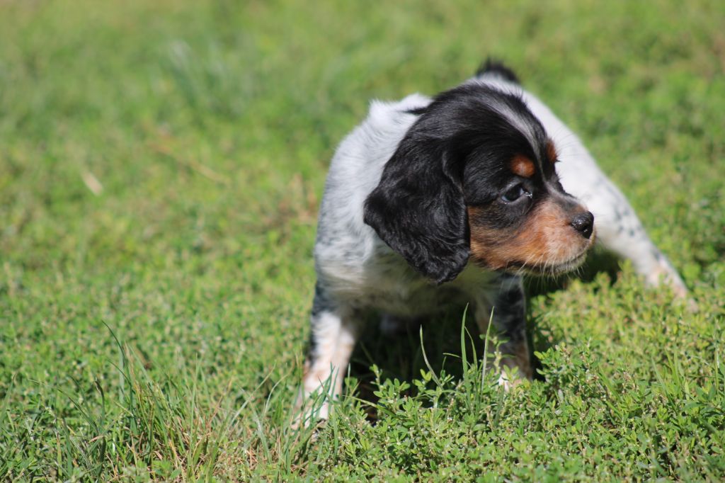 Publication : De La Vallée De La Py