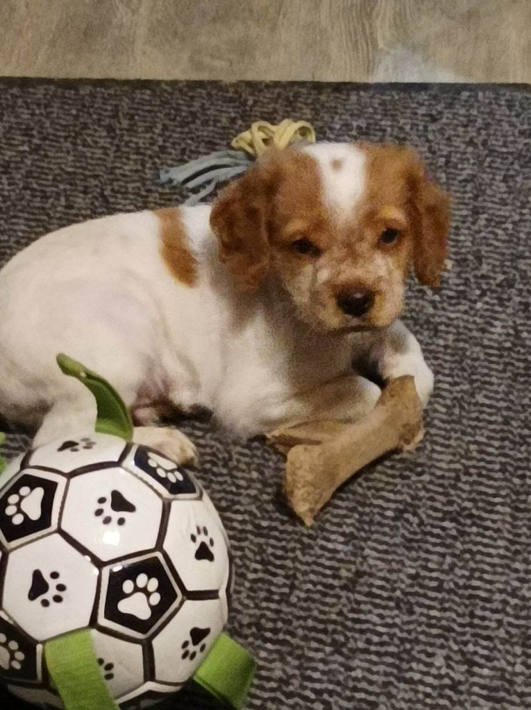 Tcho De La Vallée De La Py