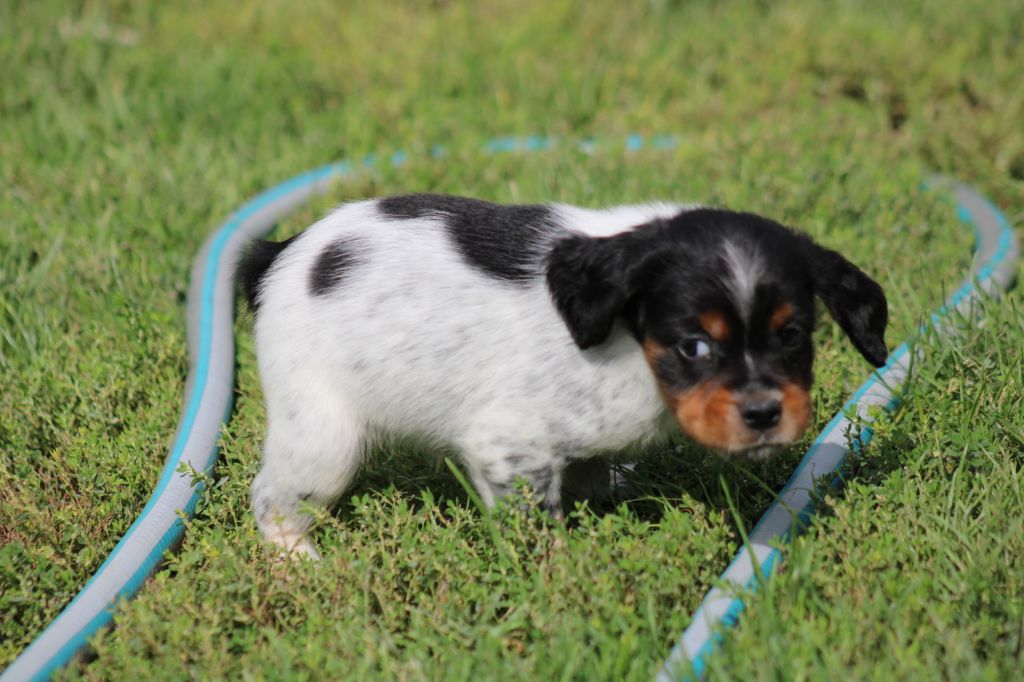 Publication : De La Vallée De La Py