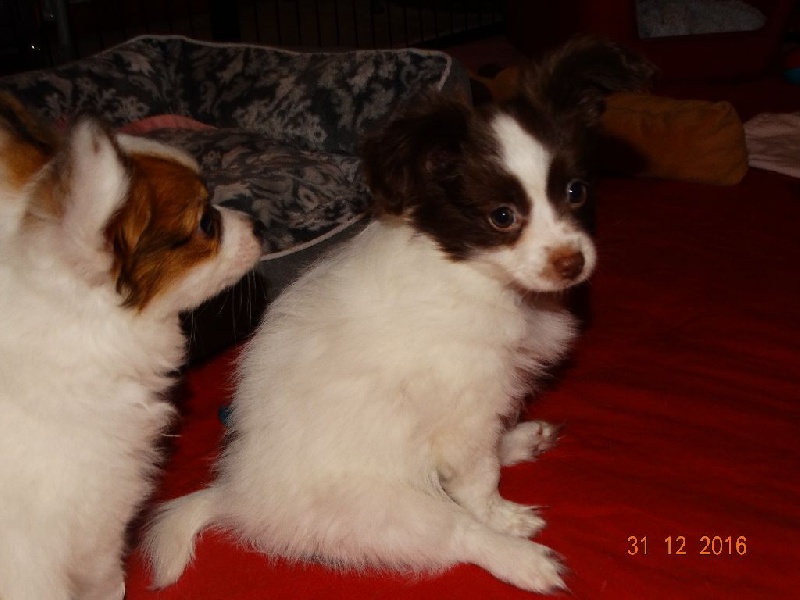 Mirabelle De La Vallée De La Py