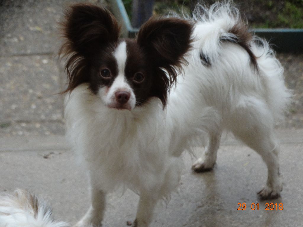 Mirabelle De La Vallée De La Py