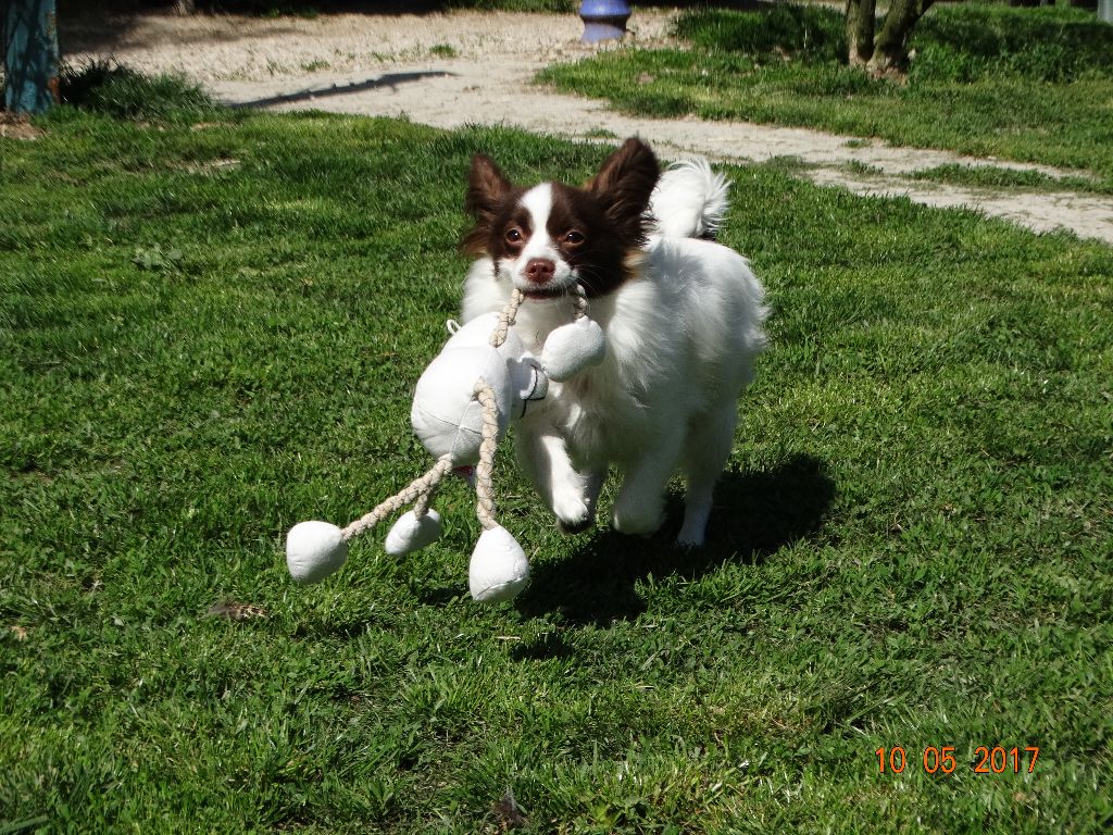 Mirabelle De La Vallée De La Py