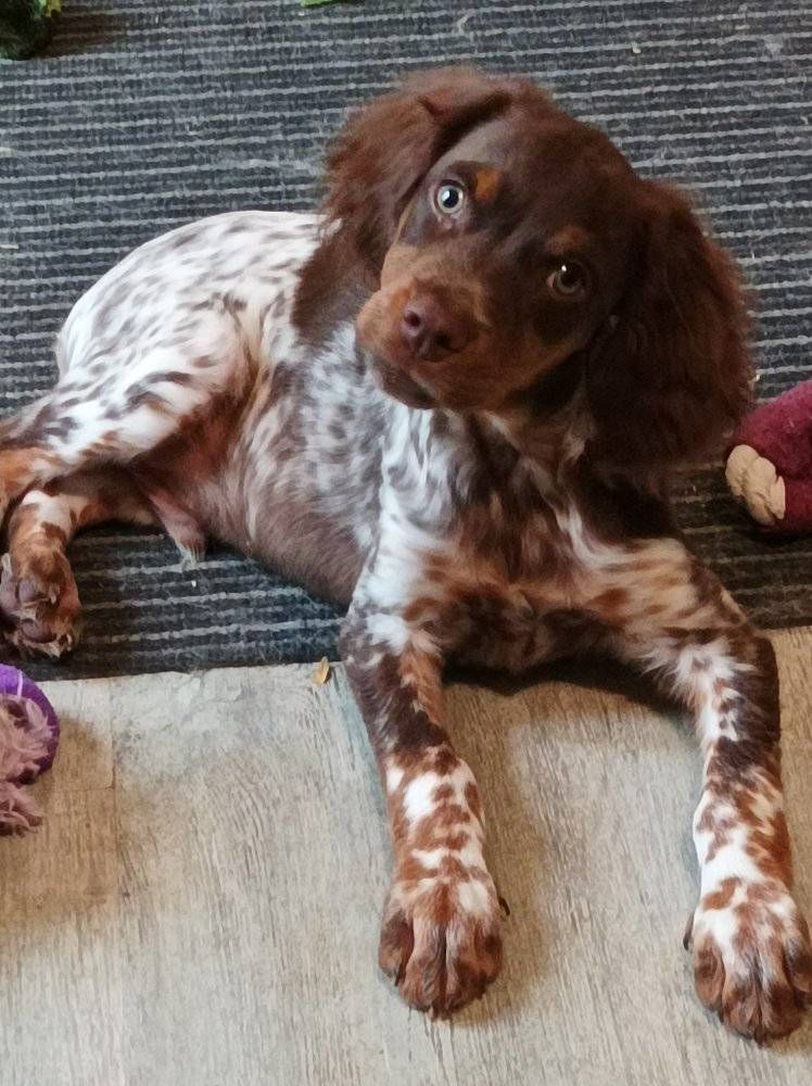 Toto De La Vallée De La Py