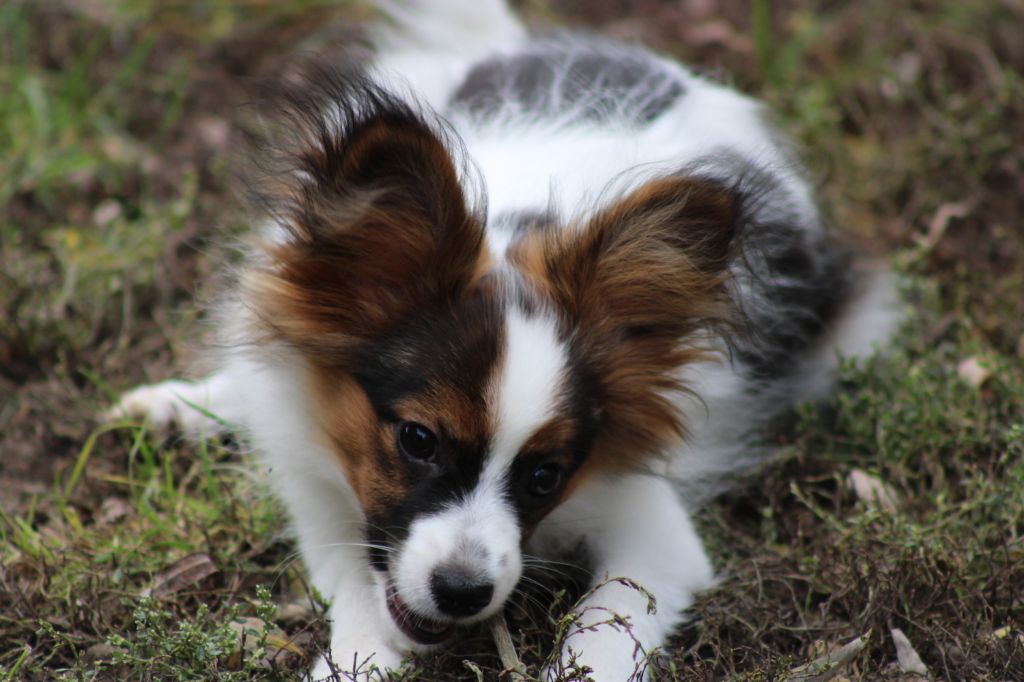 Ricky De La Vallée De La Py