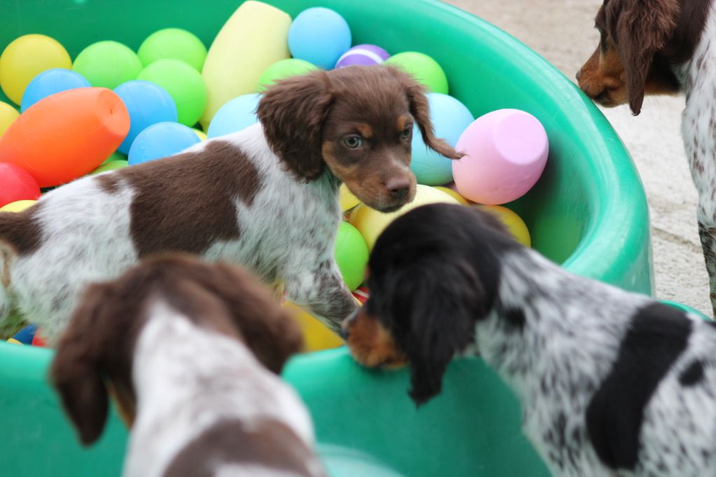 Toto De La Vallée De La Py