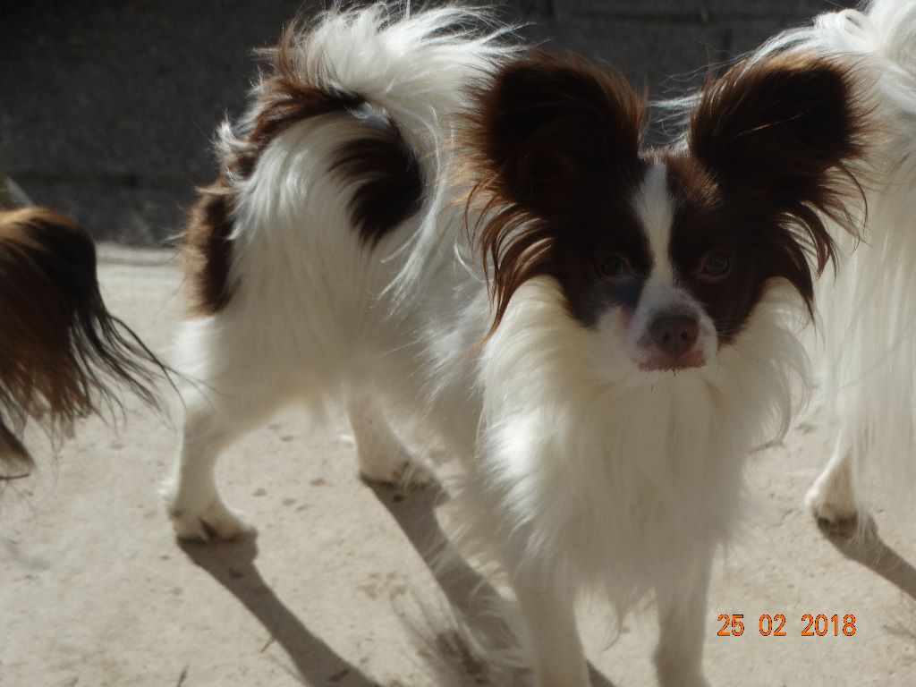 Mirabelle De La Vallée De La Py