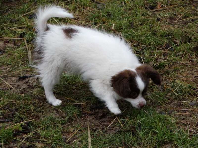Mirabelle De La Vallée De La Py