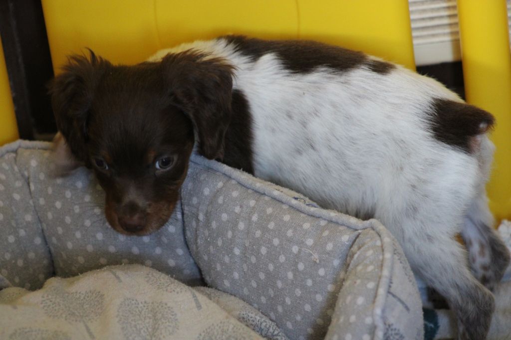 Toto De La Vallée De La Py