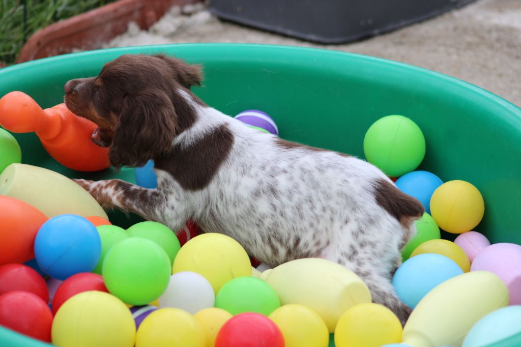 Toto De La Vallée De La Py