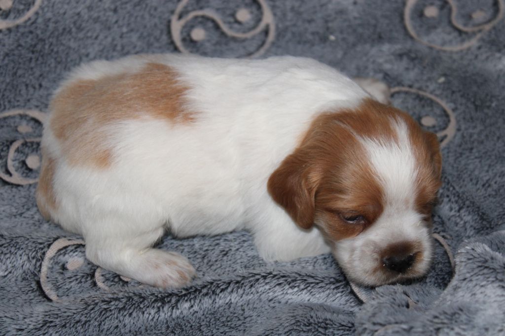 Artus De La Vallée De La Py