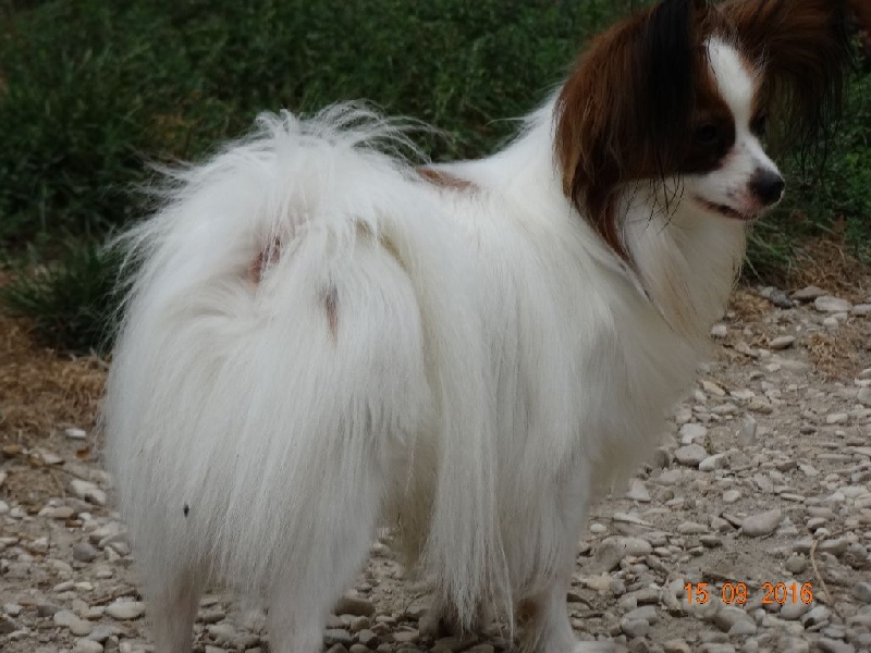 Jepp De La Vallée De La Py