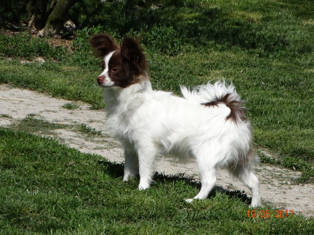 Mirabelle De La Vallée De La Py