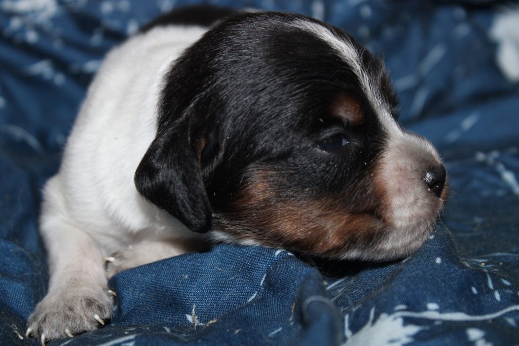 Publication : De La Vallée De La Py