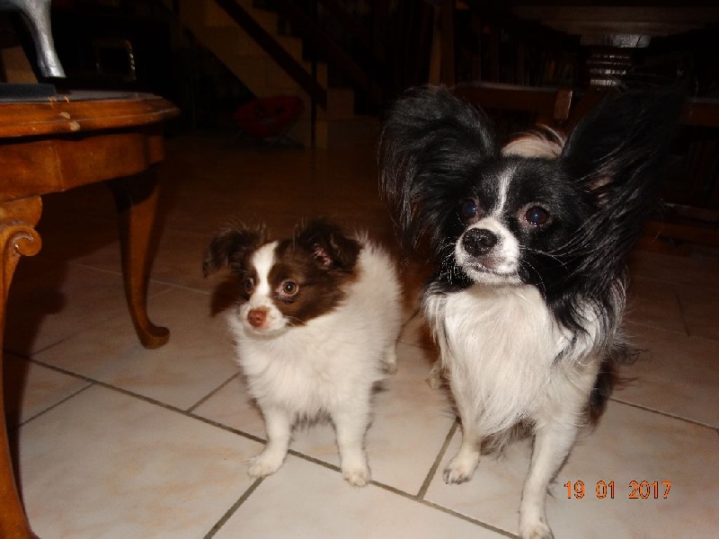 Mirabelle De La Vallée De La Py