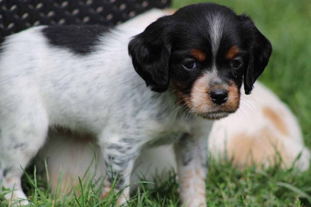 Publication : De La Vallée De La Py