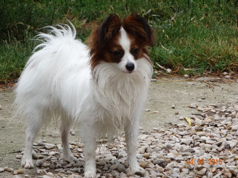 Jepp De La Vallée De La Py