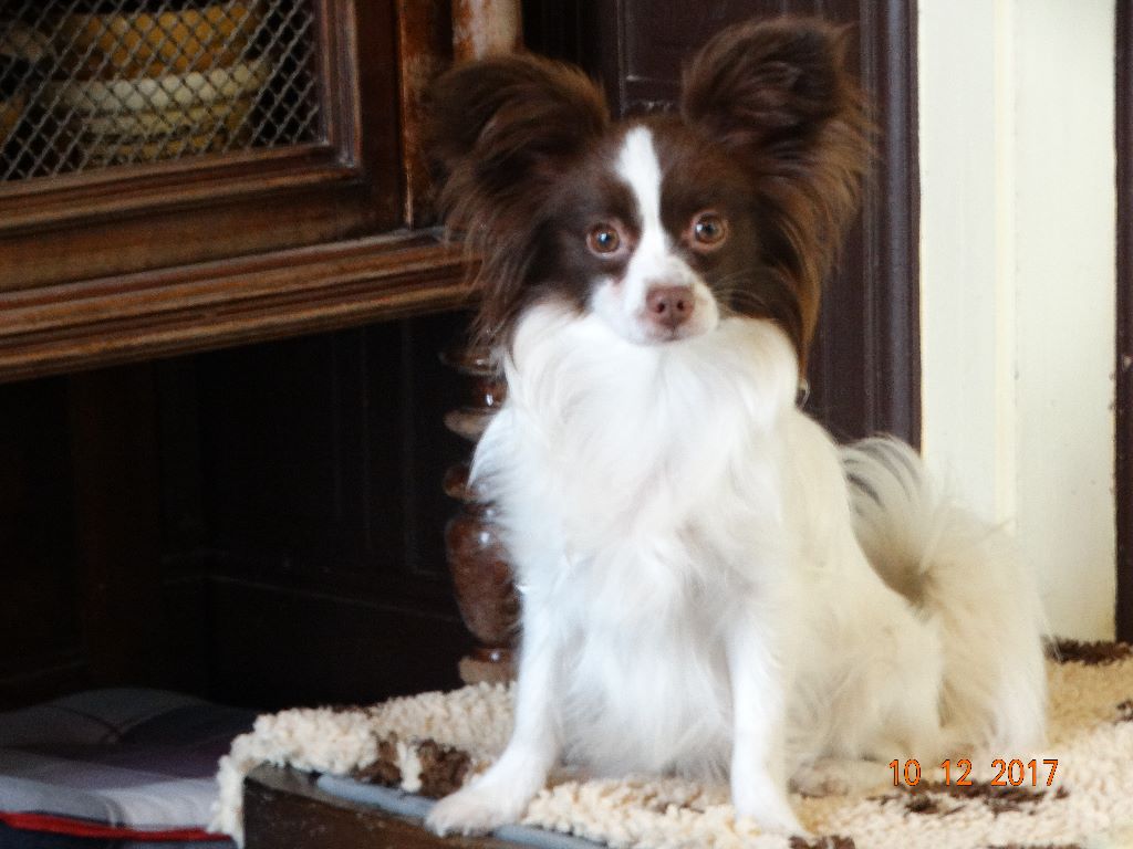 Mirabelle De La Vallée De La Py