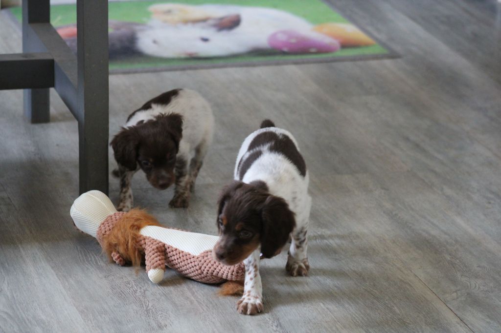 Toto De La Vallée De La Py