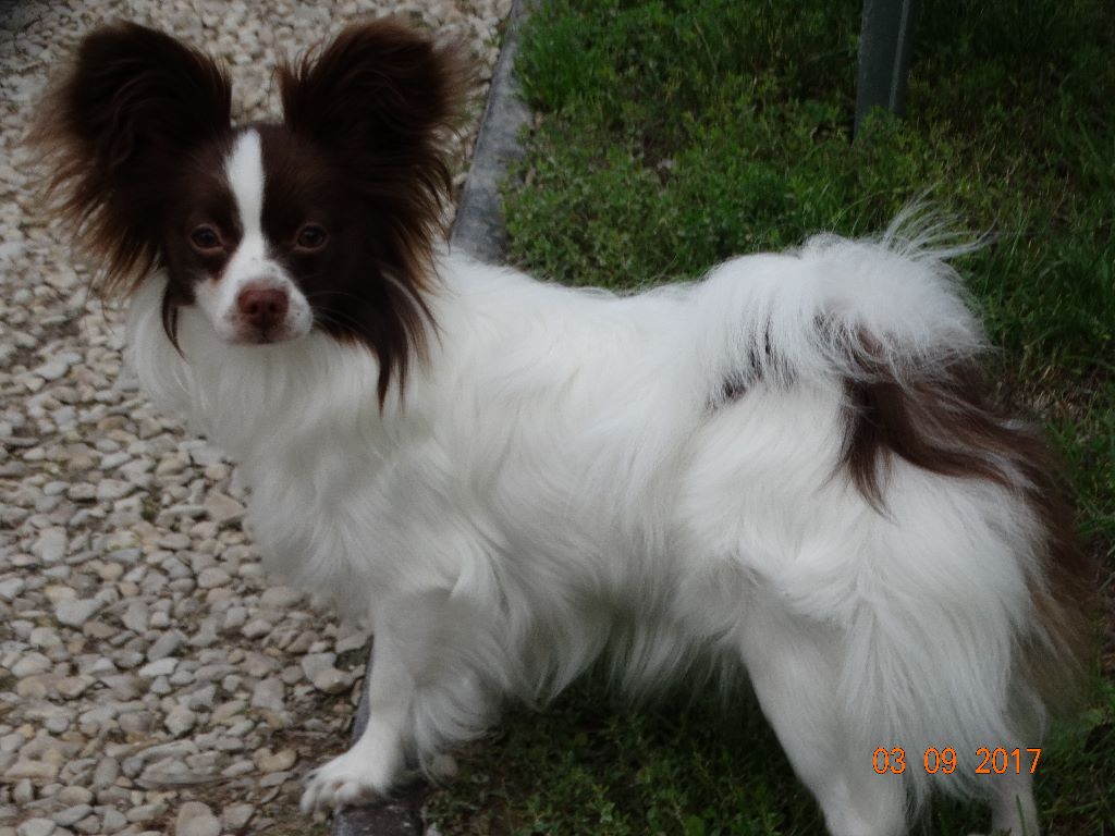 Mirabelle De La Vallée De La Py