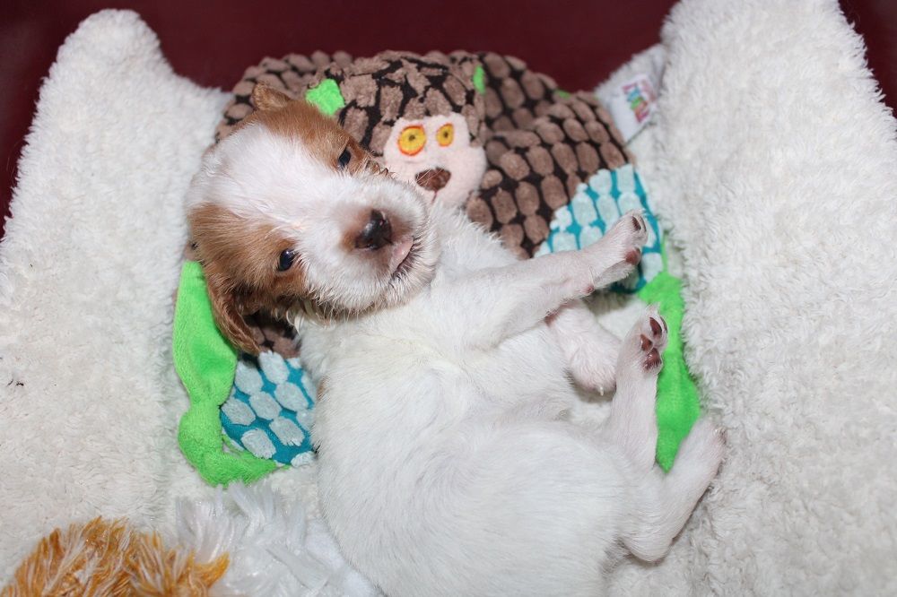 Tcho De La Vallée De La Py