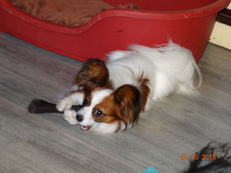 Jepp De La Vallée De La Py