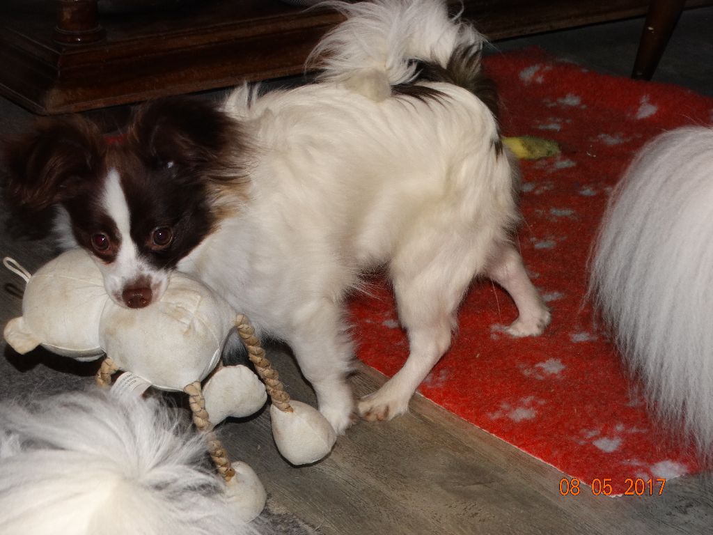 Mirabelle De La Vallée De La Py