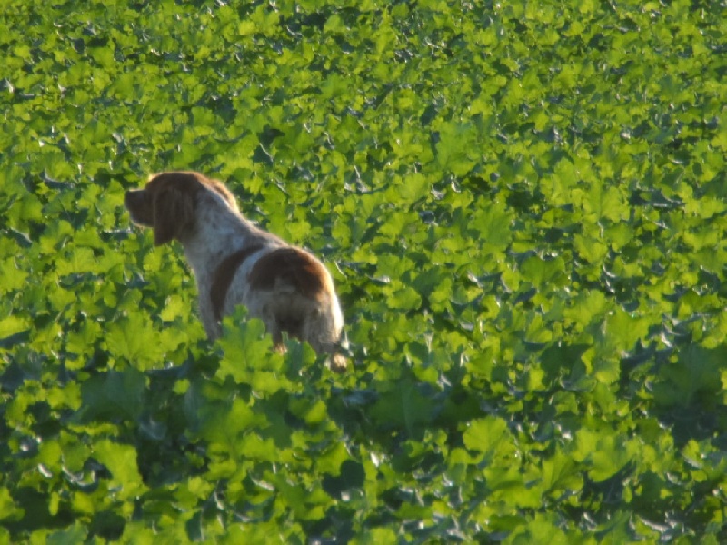 Hulma De La Vallée De La Py