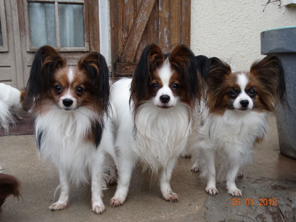 Jepp De La Vallée De La Py