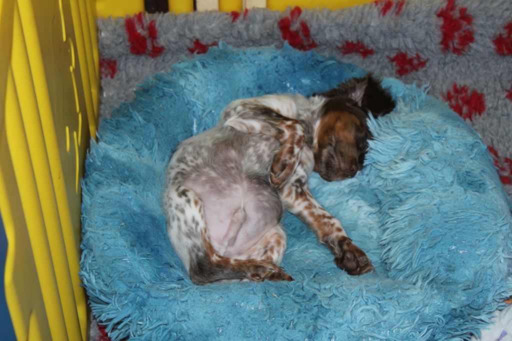 Toto De La Vallée De La Py