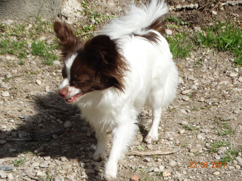 Mirabelle De La Vallée De La Py