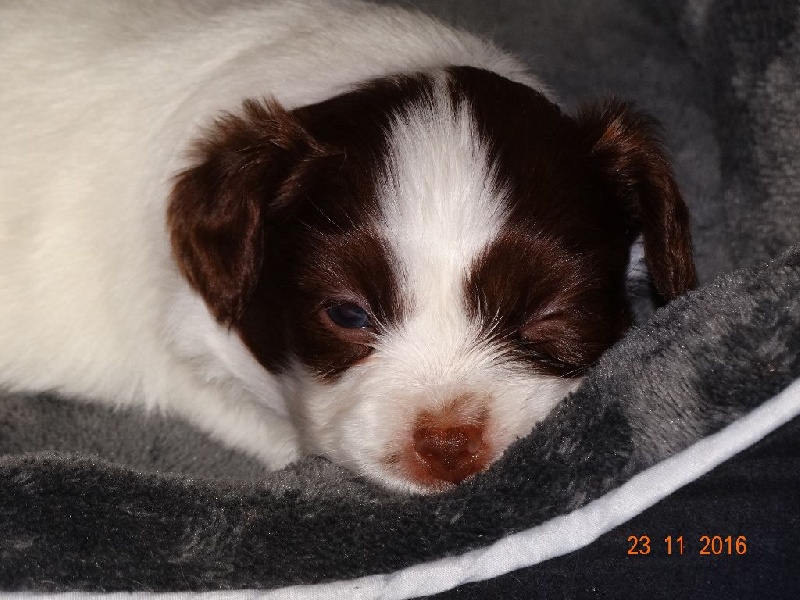 Mirabelle De La Vallée De La Py