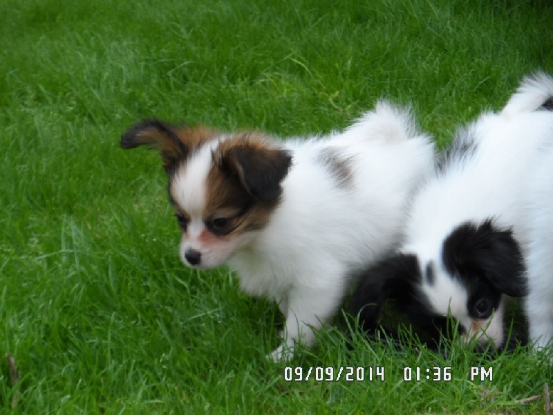 Jepp De La Vallée De La Py