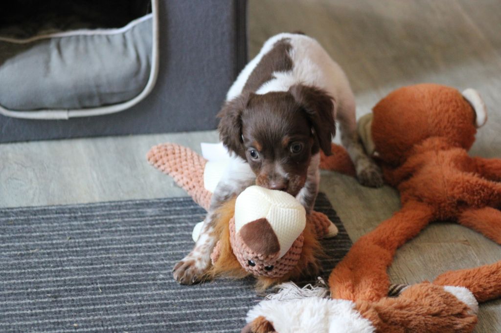 Toto De La Vallée De La Py