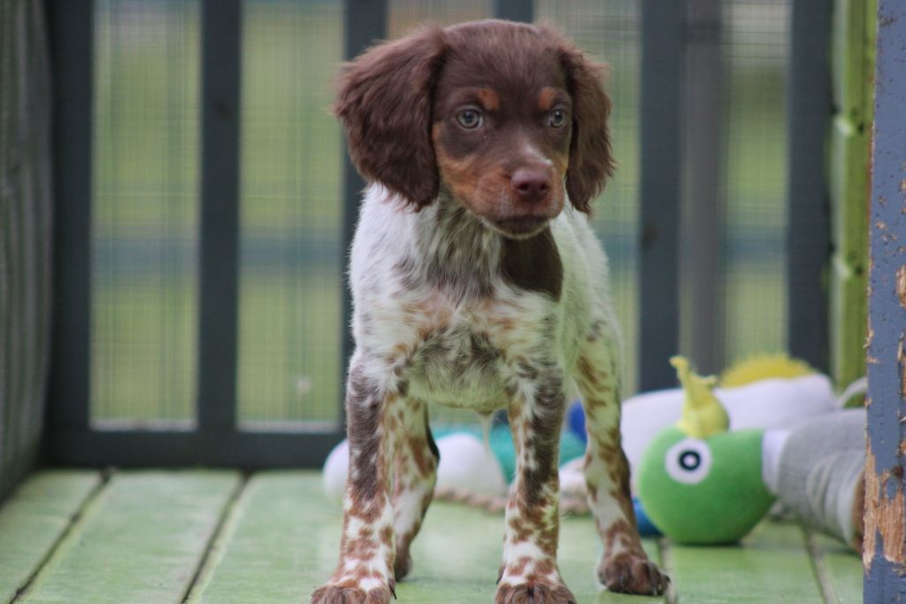 Toto De La Vallée De La Py